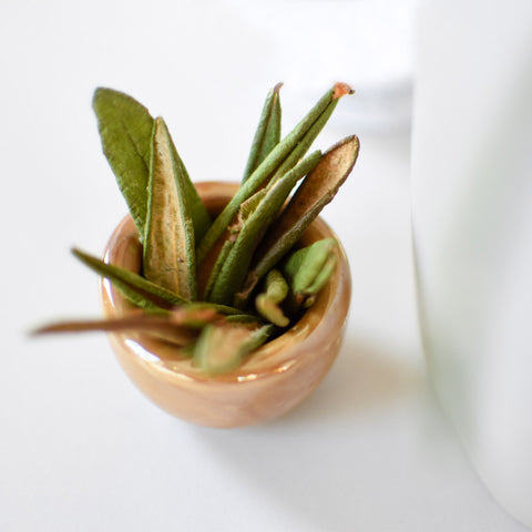 LES BIENFAITS DU THÉ DU LABRADOR