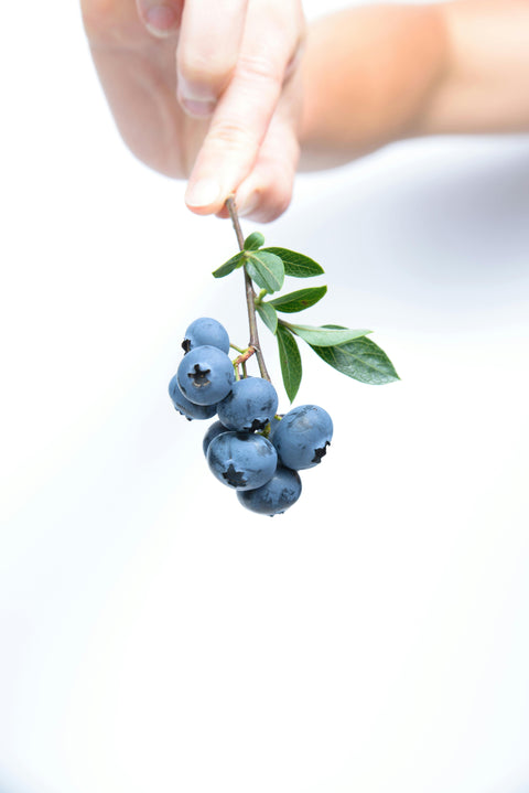Tisane aux Bleuets