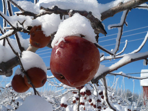 Cidre de Glace du Québec : Où l’Acheter en France et Pourquoi le Découvrir Absolument
